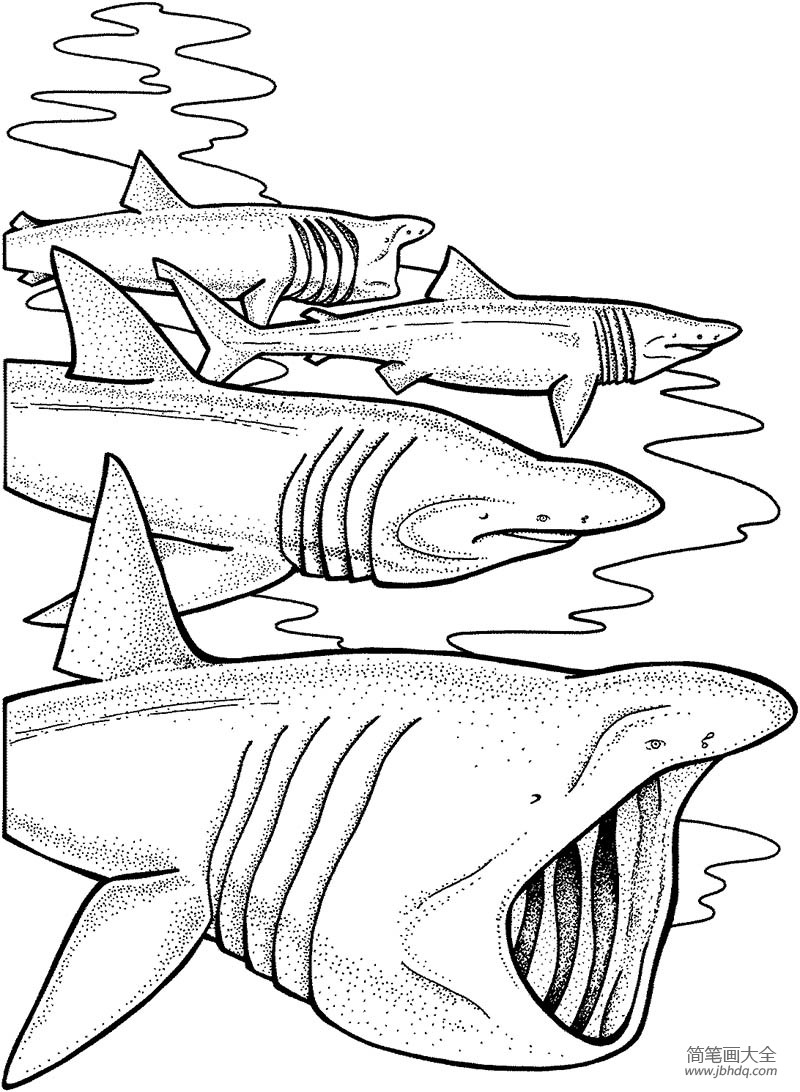 可怕的姥鲨_海洋生物简笔画-简笔画大全