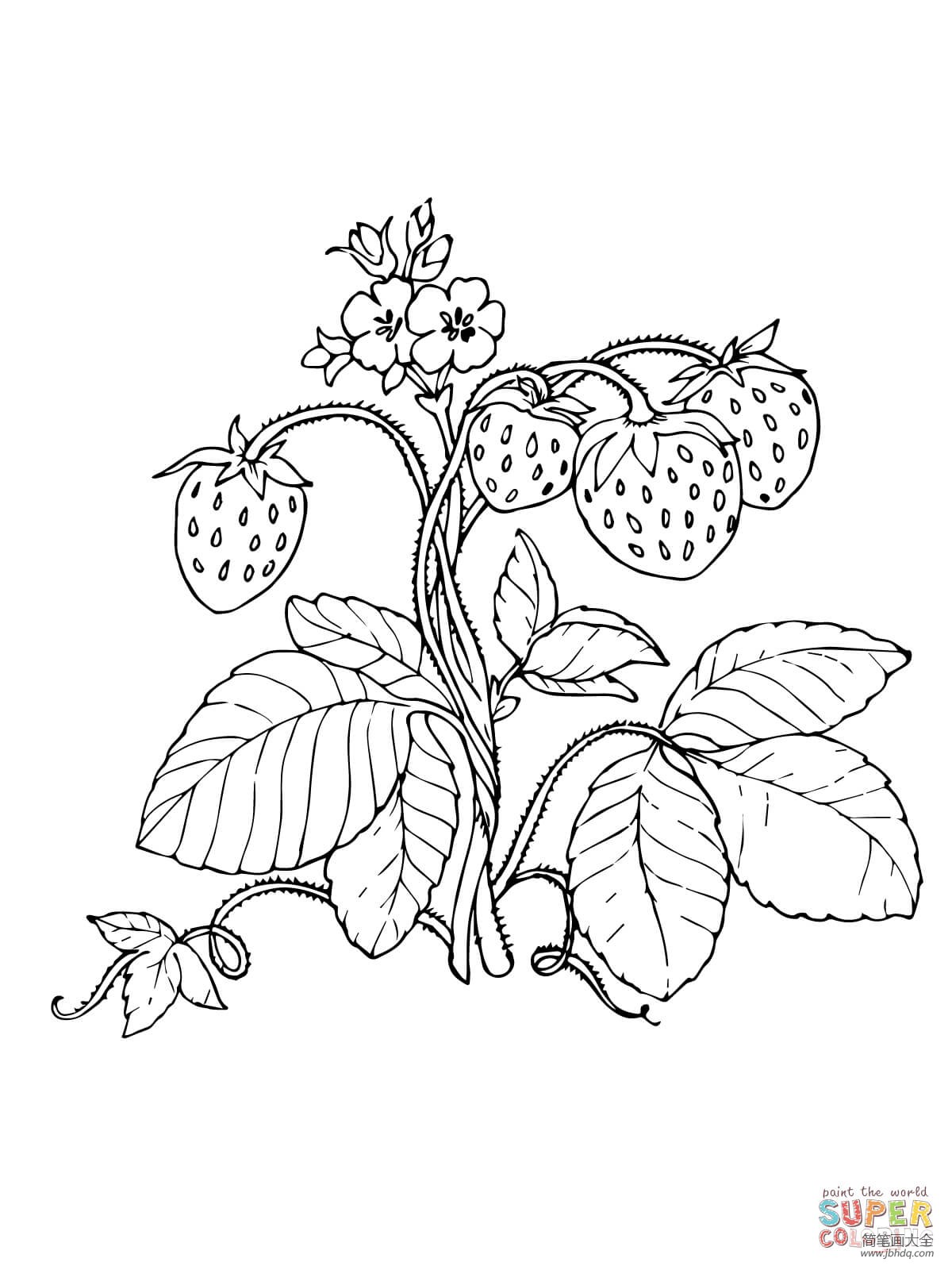 藤上的草莓简笔画图片 - 水果简笔画_水果简笔