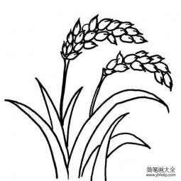 水稻简笔画图片