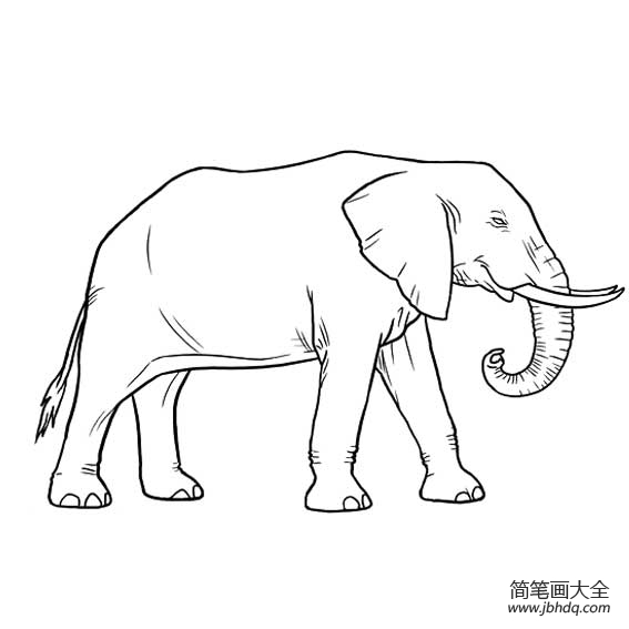 大象的脚掌简笔画图片