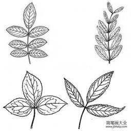 四种不同的树叶简笔画