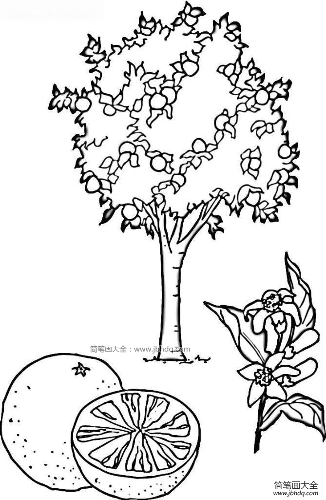 桔子树简笔画图片