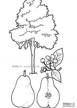 梨子树简笔画
