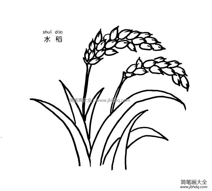 水稻简笔画图片