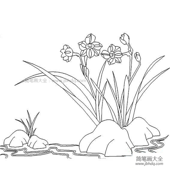 关于水仙花的简笔画