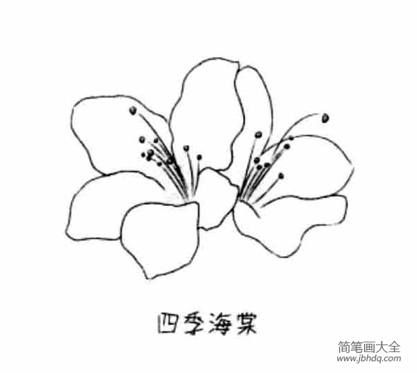 四季海棠简笔画图片