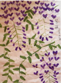 紫藤花的绽放