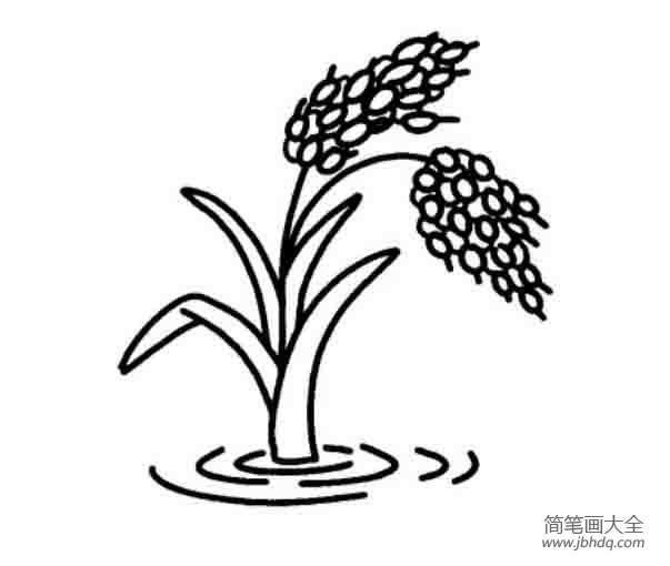杂交水稻简笔画图片图片