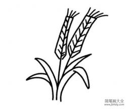 小麦简笔画图片