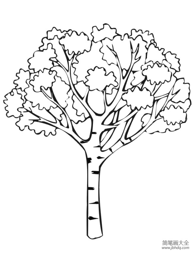 枝繁叶茂的大树简笔画图片