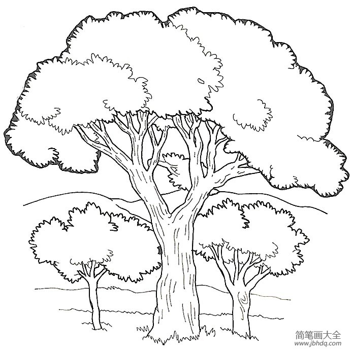 茂盛的大树简笔画