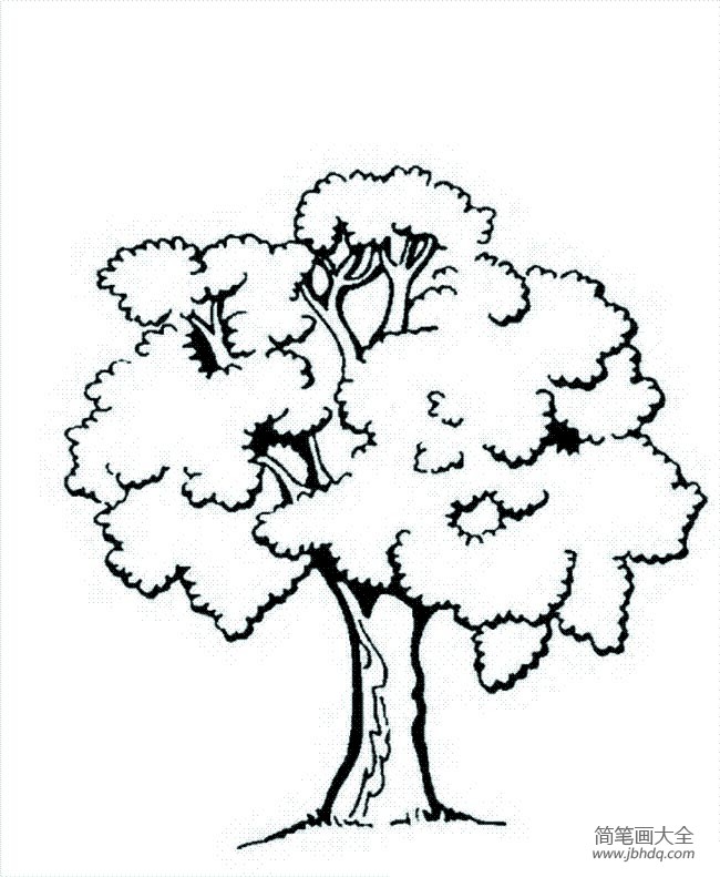 茂盛的大树简笔画