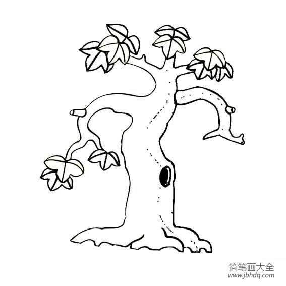 植物简笔画大全 两张好看的枫树简笔画