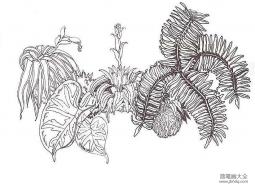 蕨类植物简笔画图片