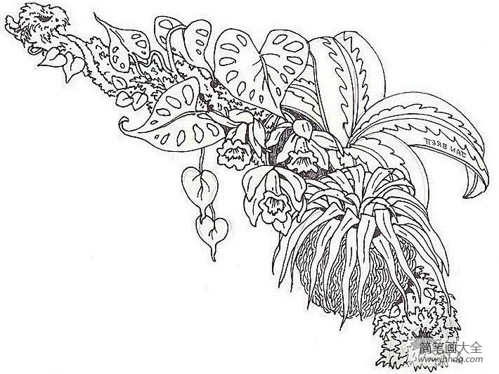 蕨类植物简笔画图片