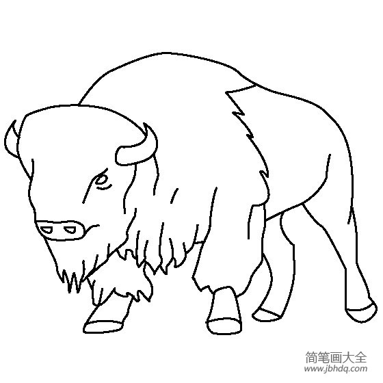 北洲野牛简笔画图片