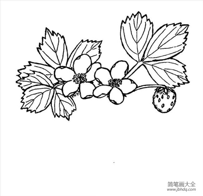 草莓花的画法图片