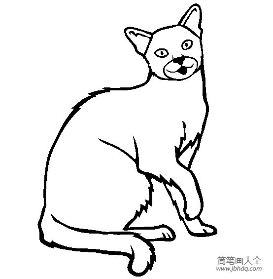 猫咪图片 俄罗斯蓝猫简笔画