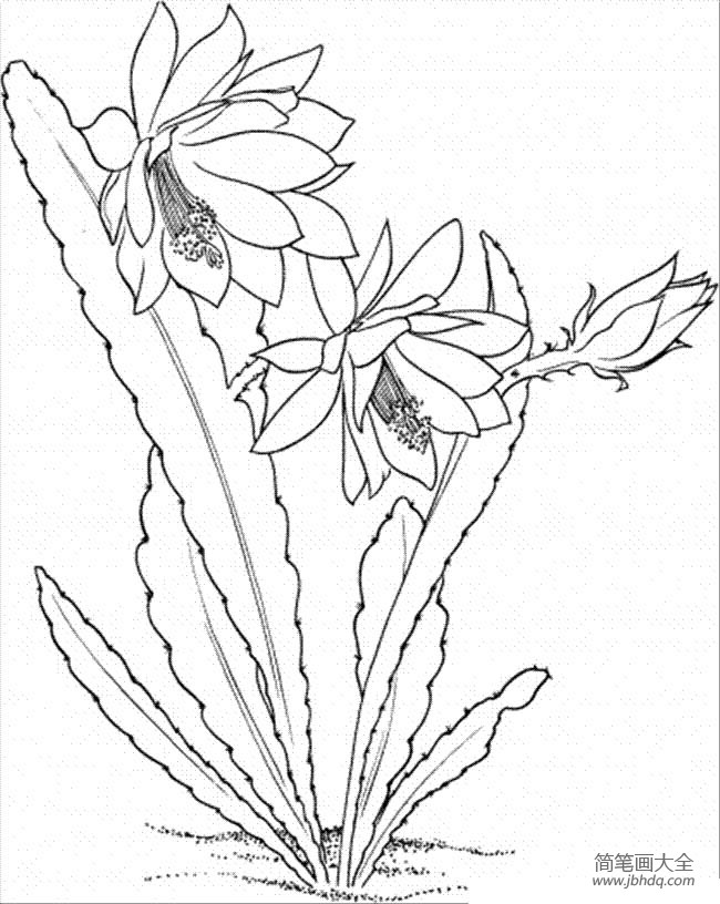 植物简笔画大全 漂亮的仙人掌简笔画图片