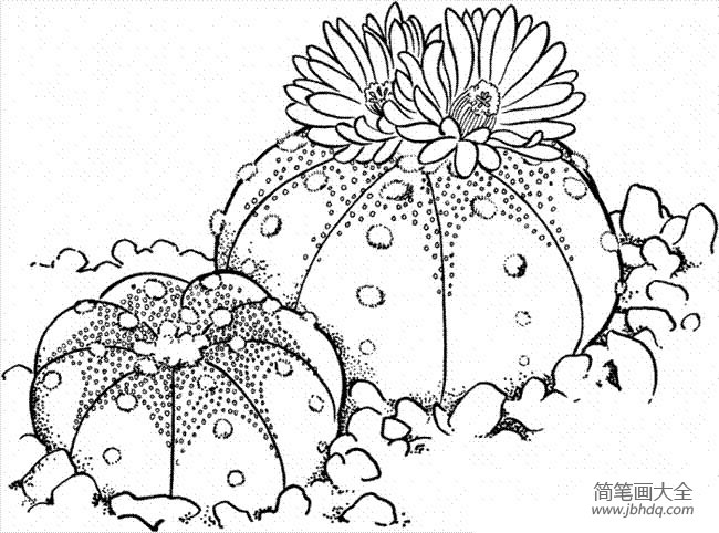 植物简笔画大全 漂亮的仙人球简笔画图片