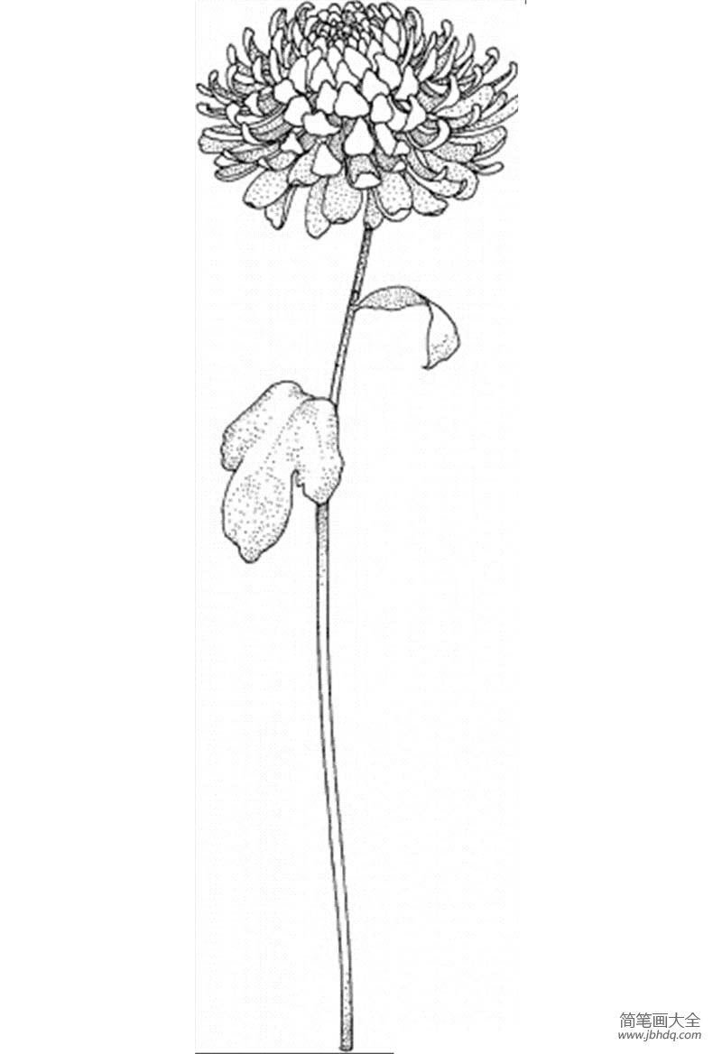 花朵图片 菊花的简笔画画法