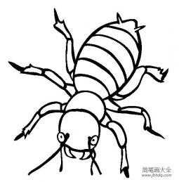 昆虫图片 马铃薯甲虫简笔画图片