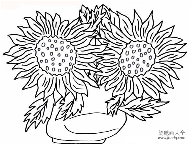 花朵图片 花盆里的太阳花简笔画