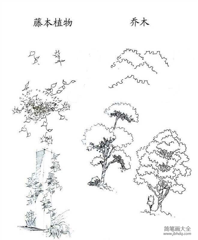 植物图片 藤本植物和乔木简笔画画法