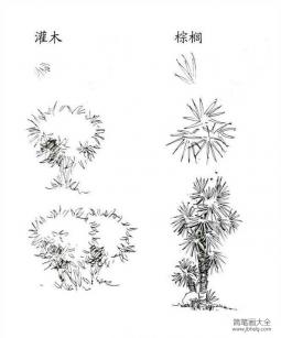 植物图片 灌木和棕榈简笔画画法