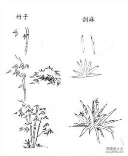 植物图片 竹子和剑麻的简笔画画法
