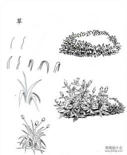 植物图片 草的简笔画画法