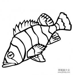 海洋生物图片 石斑鱼简笔画图片
