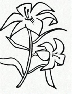 花朵简笔画 美丽的百合花简笔画图片