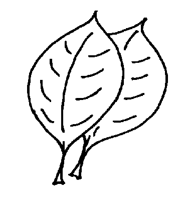 2016精美的树叶简笔画图片素材