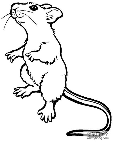 生动的老鼠简笔画
