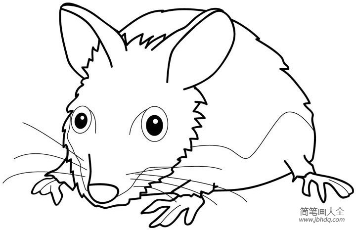小老鼠简笔画怎么画呢