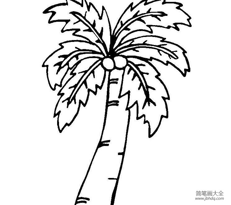 幼儿园椰子树简笔画的画法