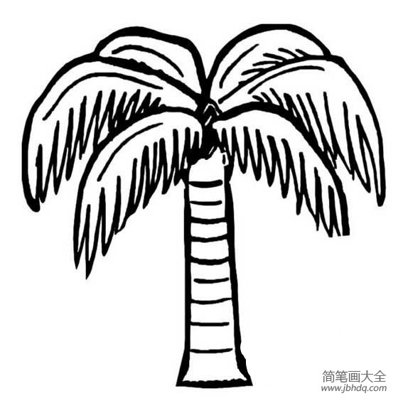 椰子树简笔画图片大全