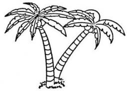 儿童椰子树简笔画图片