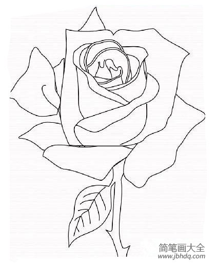 美丽的玫瑰花简笔画