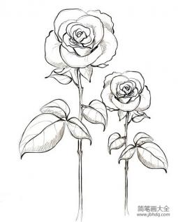 简单易学的玫瑰花简笔画的画法