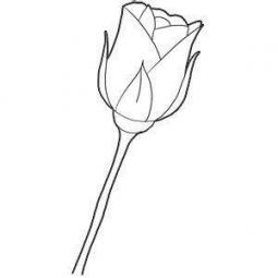 一朵玫瑰花的简笔画