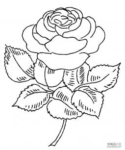 盛开的玫瑰花怎么画