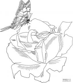 玫瑰花与蝴蝶简笔画图片