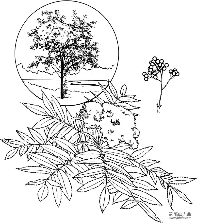 白蜡树树叶简笔画图片
