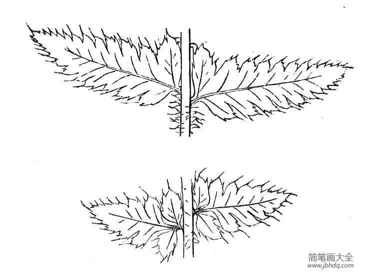 蕨的原叶体手绘简图图片