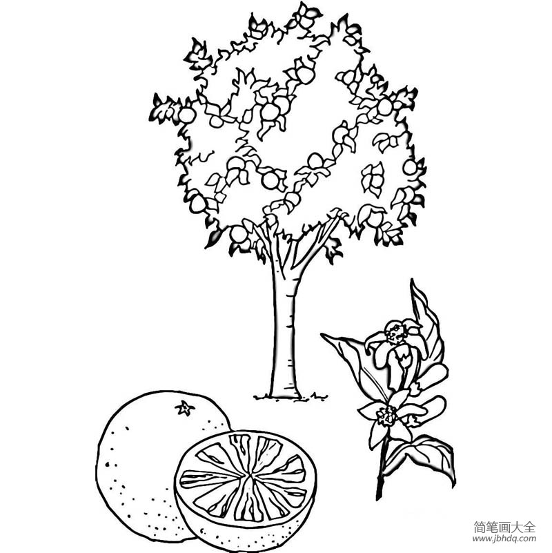 桔子树简笔画步骤图片