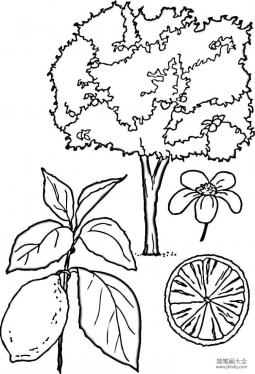 柠檬树的画法