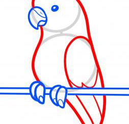 长尾鹦鹉画画教程