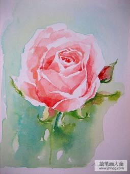 艳丽的玫瑰花卉水彩画图片分享